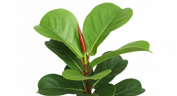 Ficus elastica en pleine santé dans un salon lumineux, avec des feuilles vertes brillantes