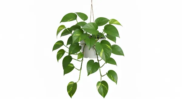 Pothos luxuriant aux feuilles vertes et jaunes, plante d'intérieur saine et bien entretenue